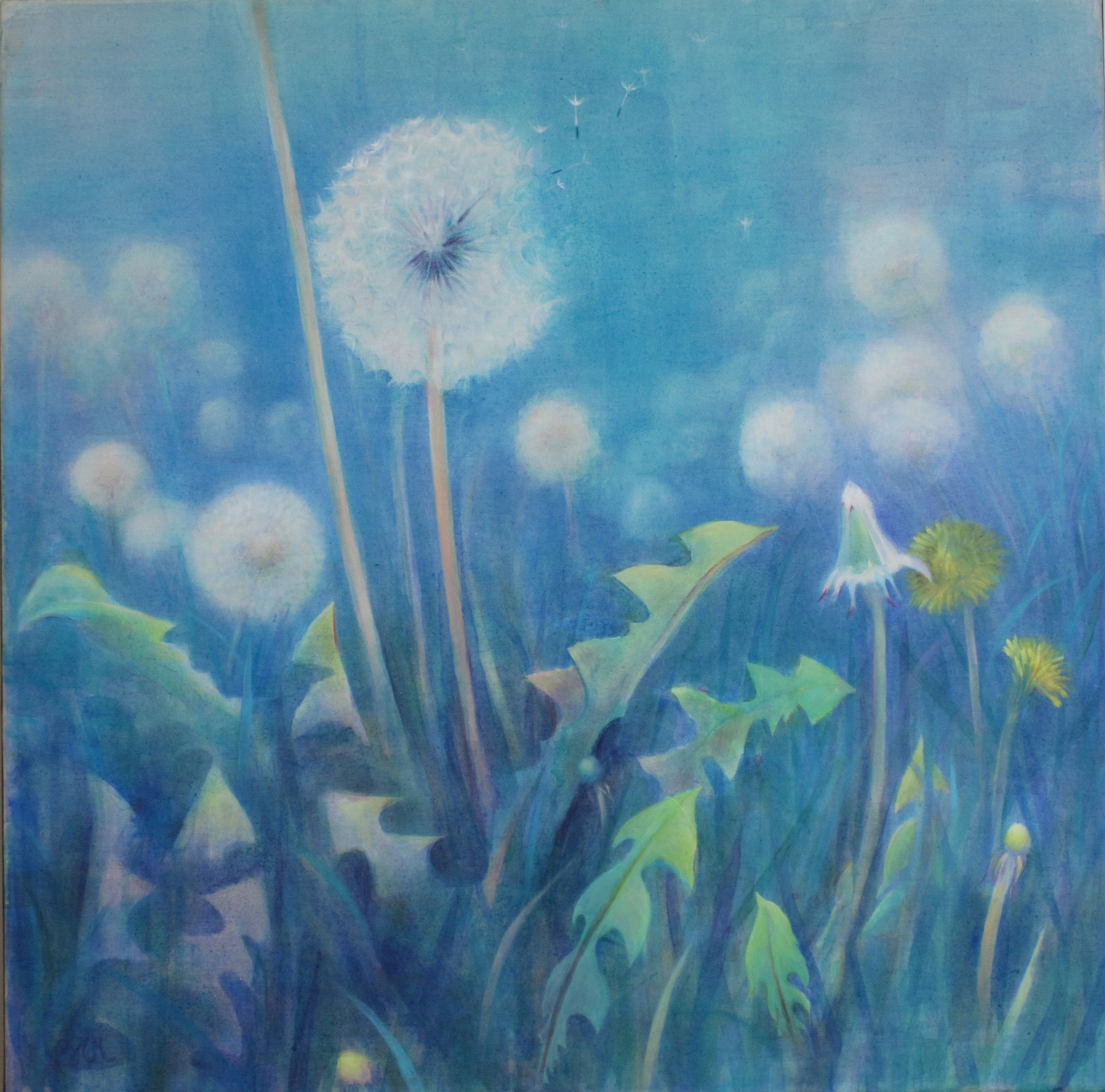 COLLECTION LES AKENES